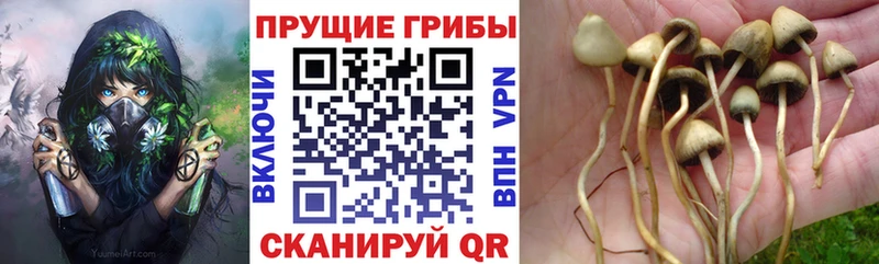 Галлюциногенные грибы Psilocybine cubensis  наркота  Сосновый Бор 
